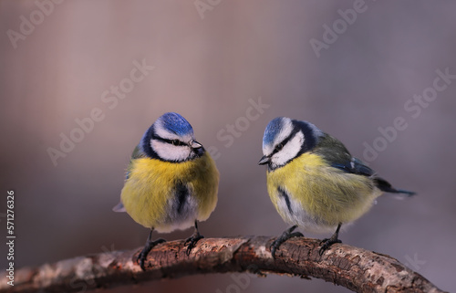 A pair of freezing, ruffled blue tits stand on a branch...