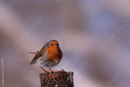 A robin stands on a blurred background of an indefinite color....