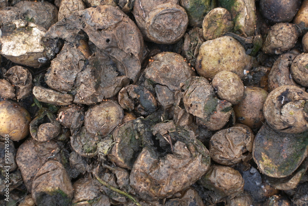 Potato. Lots of rotten potatoes Potato. Lots of rotten potatoes