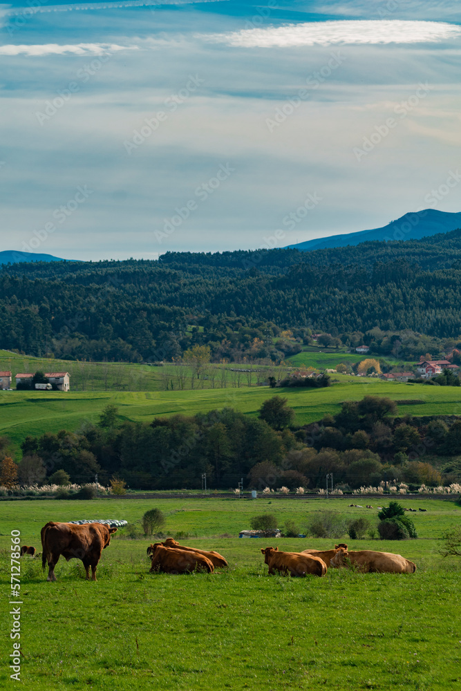 Fototapeta premium Vacas y Montañas Cántabras