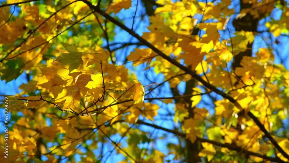 Yellow, red, orange autumn leaves against the blue sky in the autumn forest. The concept of autumn. Autumn landscape. The leaves are swaying in the wind. The sun breaks through the foliage. Yellow, red, orange autumn leaves against the blue sky in the autumn forest. The concept of autumn. Autumn landscape. The leaves are swaying in the wind. The sun breaks through the foliage.