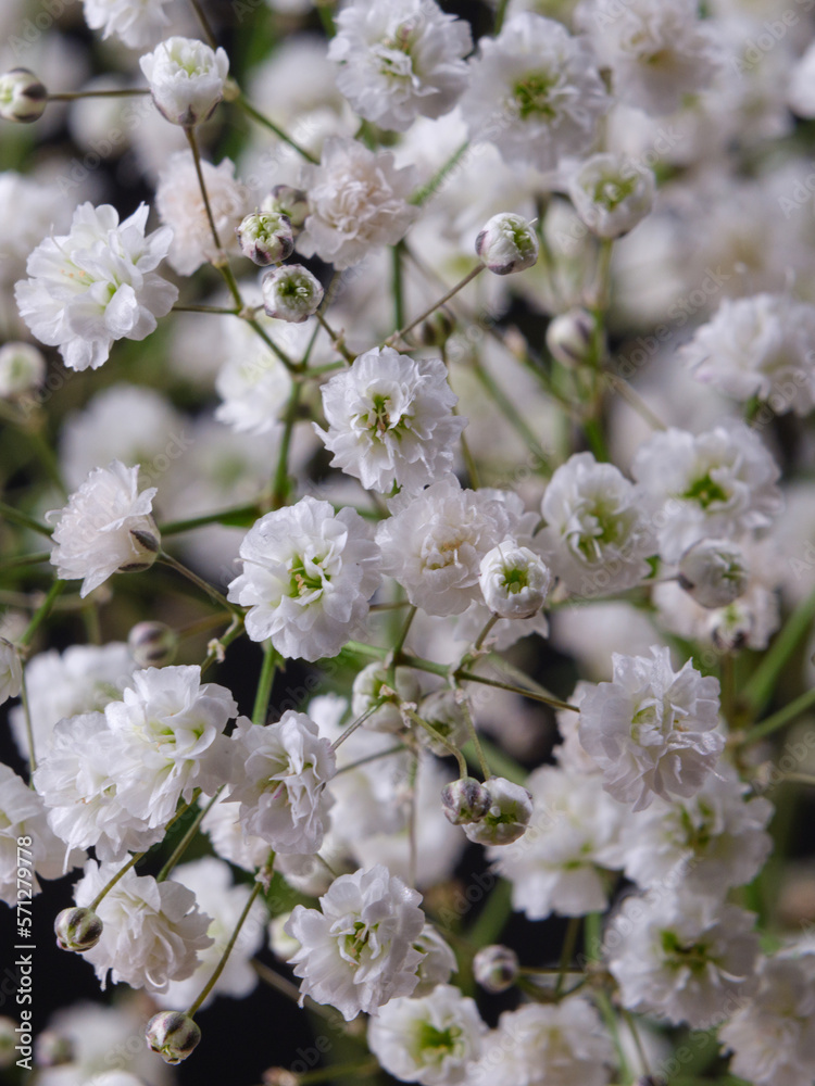 Fototapeta premium macro shot of a beautiful white flowers