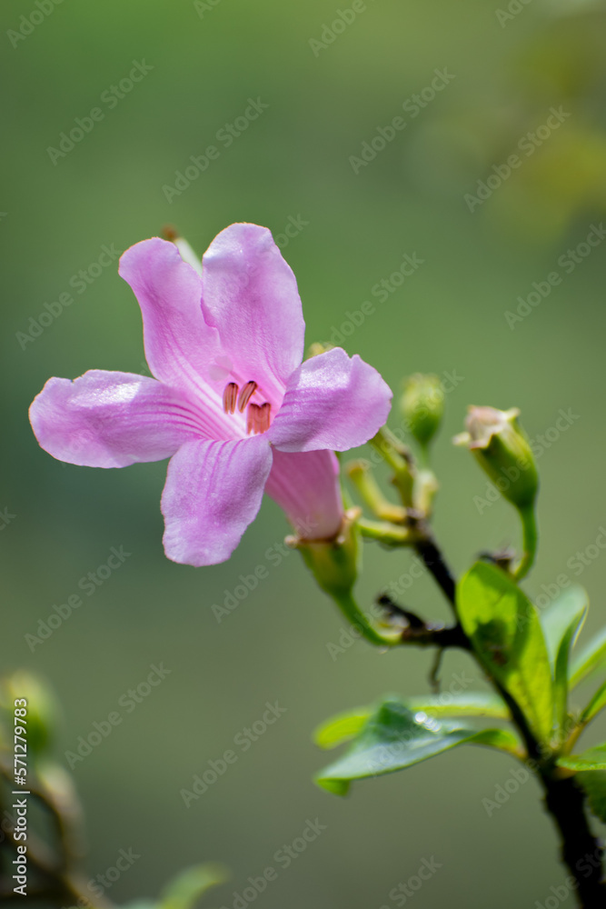 Orquidea Orquidea