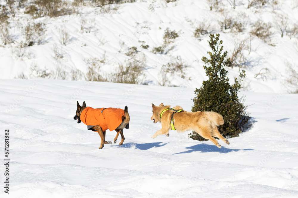 Naklejka premium belgian shepherd malinois wearing an orange coat in the snow and border collie crossbreed dog with basque shepherd running together happily