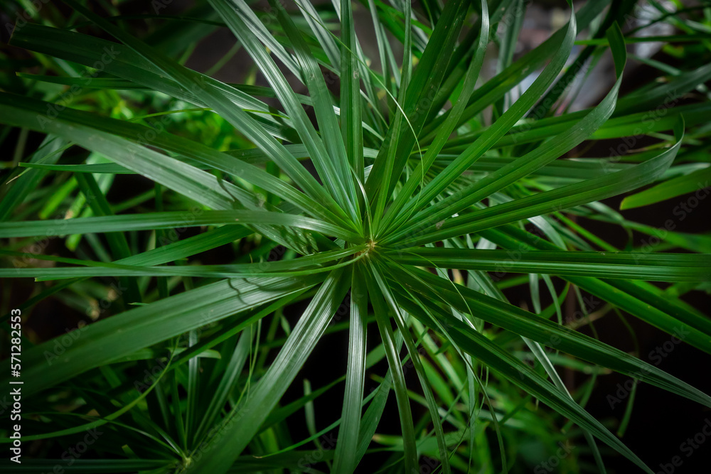 Green papyrus leaf as background. Closeup photo. Green papyrus leaf as background. Closeup photo.