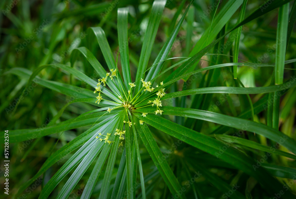 Flowering green papyrus leaf as background. Flowering green papyrus leaf as background.