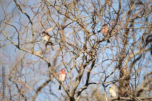 Birds on a Tree