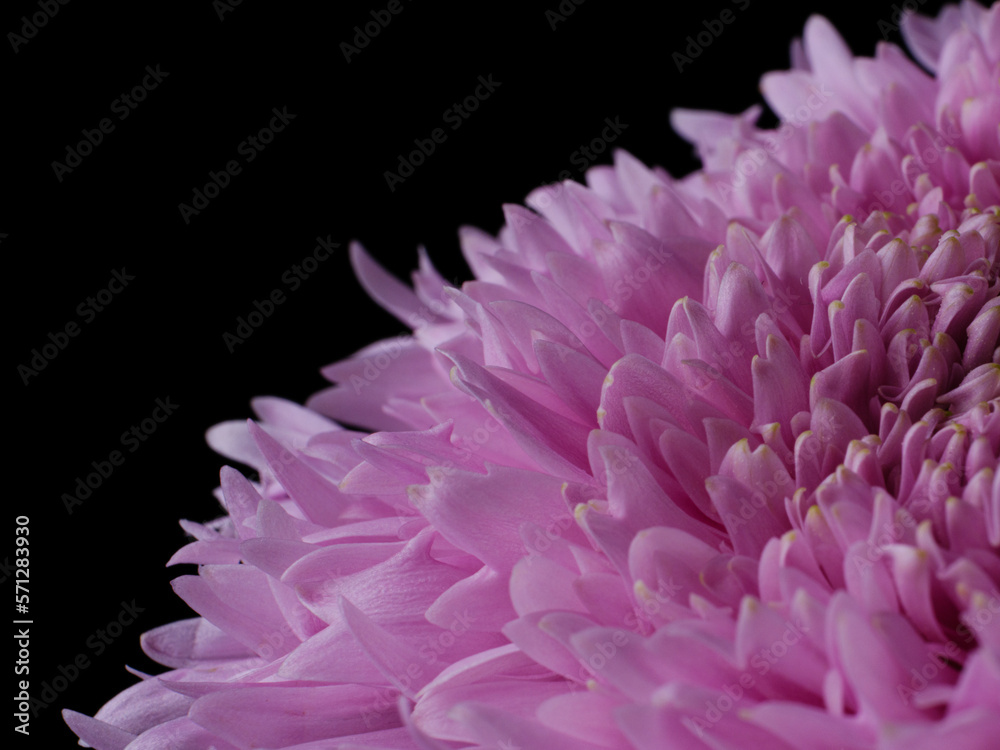 macro shot of a beautiful pink flower