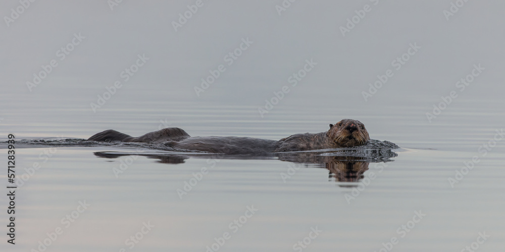 Sea Otter inb the Fog Sea Otter inb the Fog