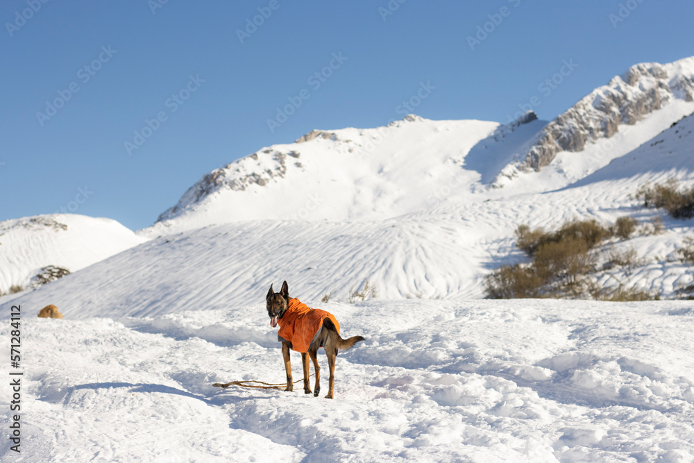 Naklejka premium belgian shepherd malinois dog with orange coat on a winter day in the snowy mountains