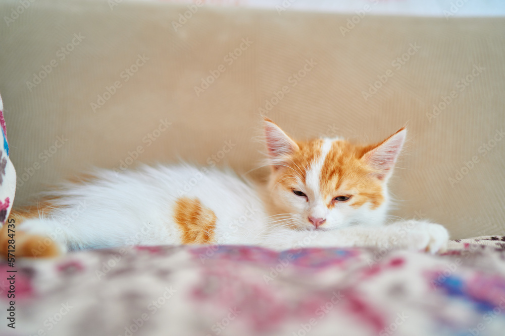 Small sleepy kitten on a pillow. Small sleepy kitten on a pillow.