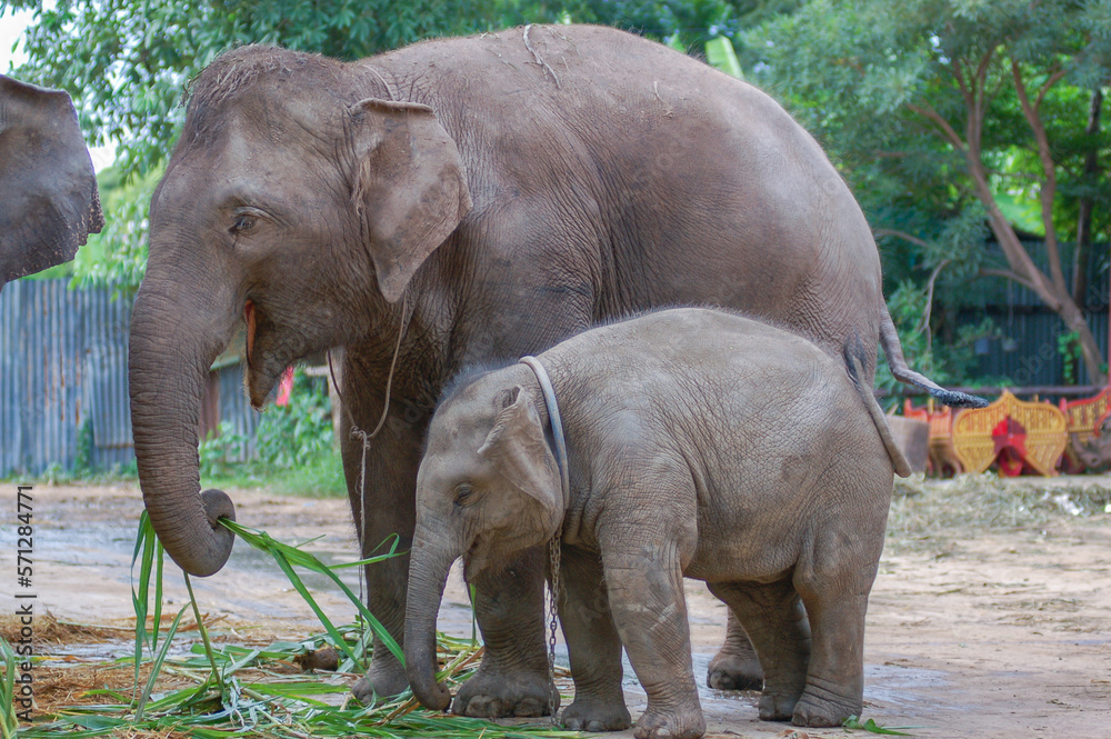 Fototapeta premium asian baby elephant not African elephant stand run and fun under mother leg to play. Elephant wildlife animal lovely cute and clever. tourist traveling and visit pachyderm family village park.