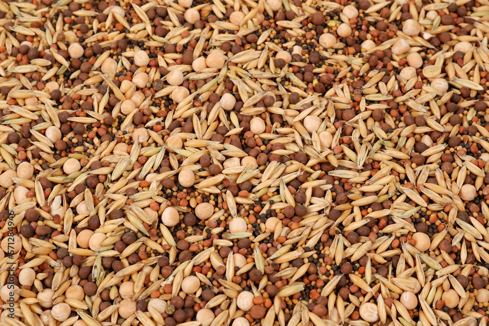 Background of a mixture of grain siderates (peas, mustard, clover, oats).The concept of restoring soil fertility.Organic fertilizer.Formation of humus.Copyspace Background of a mixture of grain siderates (peas, mustard, clover, oats).The concept of restoring soil fertility.Organic fertilizer.Formation of humus.Copyspace