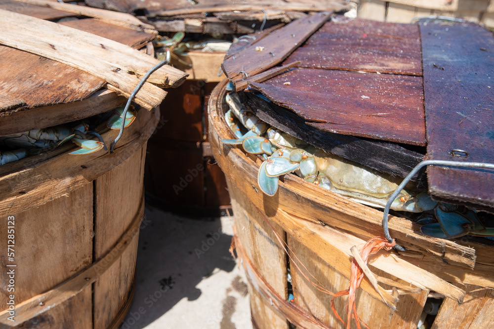 Bushel baskets of blue crabs harvested from the Chesapeake Bay. Stock Photo Adobe Stock