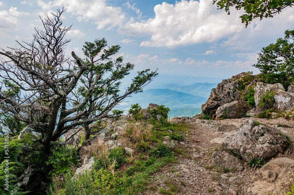The Last Few Steps to the Summit, Appalachian Mountains Virginia USA, Virginia