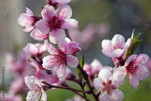 beautiful tree blossom sakura on blur background, spring time, closeup © lesslemon