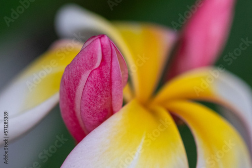 close up of a flower