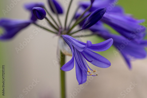 blue iris flower