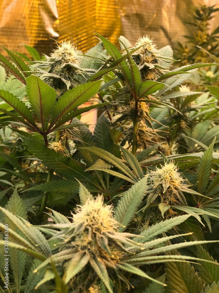 Obraz premium Fresh Cannabis Trees Grown Indoors with Flower Buds on Top, Professional Photography