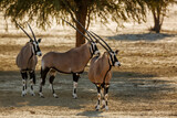 Three South African Oryx in alert in Kgalagadi transfrontier park, South Africa; specie Oryx gazella family of Bovidae