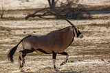 South African Oryx running side view in dry land in Kgalagadi transfrontier park, South Africa; specie Oryx gazella family of Bovidae