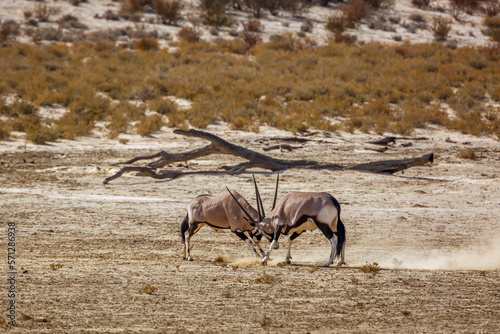 Two South African Oryx bull dueling in dry land in Kgalagadi transfrontier park, South Africa; specie Oryx gazella family of Bovidae