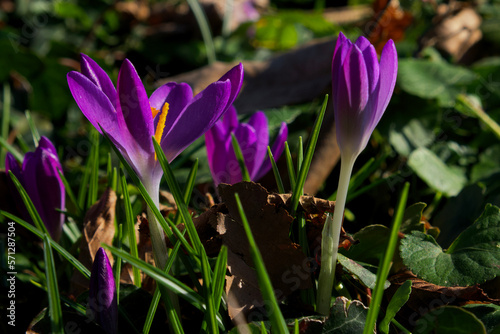 close-up of a crocus flower