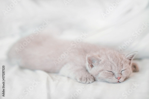 sleeping cat on white