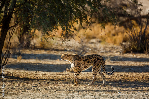 Cheetah walking in dry land in Kgalagadi transfrontier park, South Africa ; Specie Acinonyx jubatus family of Felidae