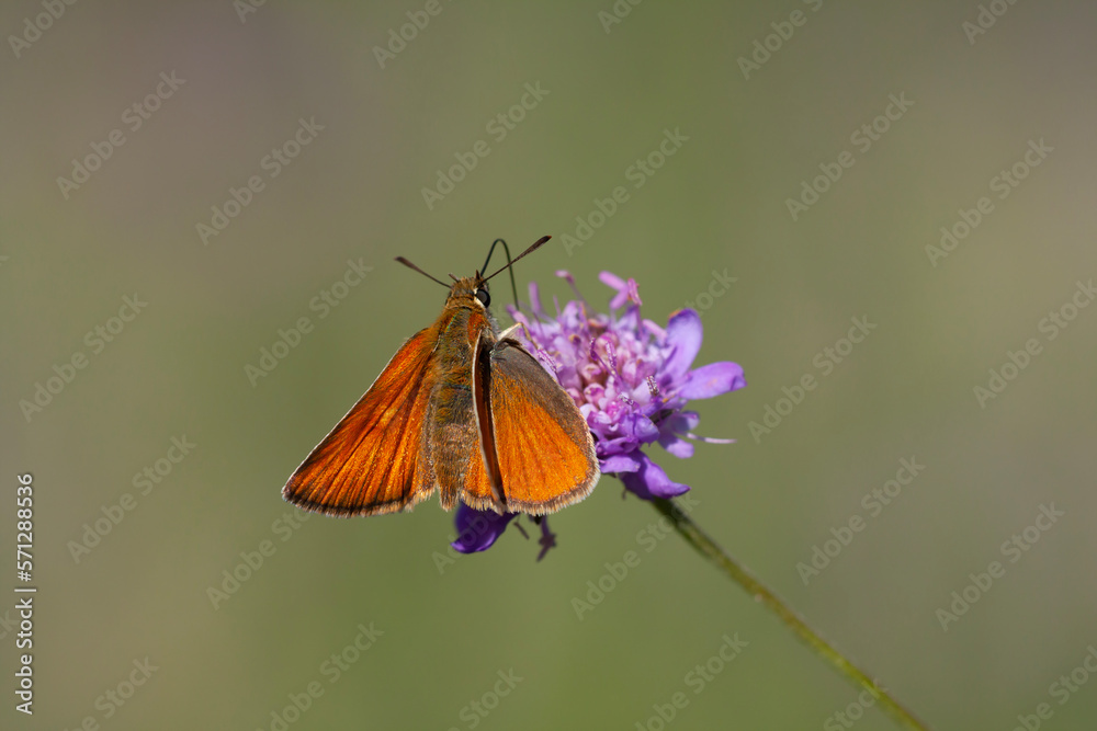 tiny orange butterfly feeding on Scabiosa columbaria (Scabies) plant, Small Skipper, Thymelicus sylvestris tiny orange butterfly feeding on Scabiosa columbaria (Scabies) plant, Small Skipper, Thymelicus sylvestris