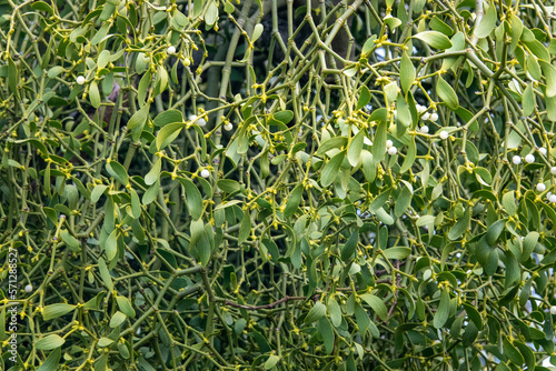 european mistletoe viscum album with green leaves and white berries	
