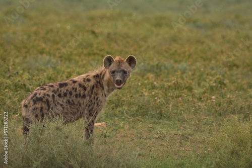 hyena in serengeti national park serengeti