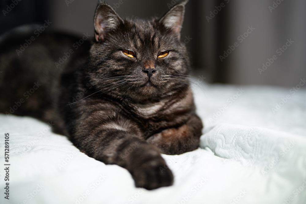 Adorable black cat lying on the bed at home.