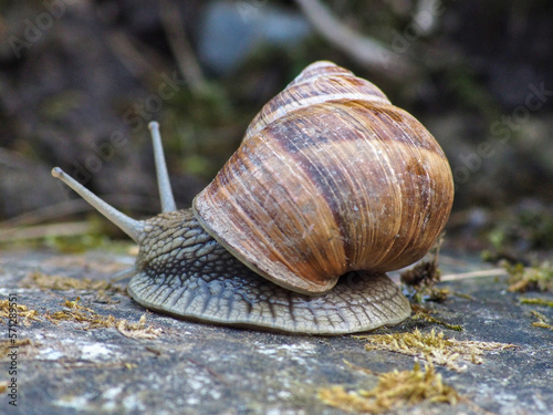 Weinbergschnecke auf einem Stein blickt vom Betrachter weg