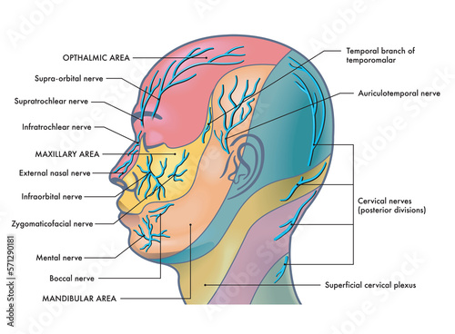 Medical illustration of the major facial nerves, with annotations.
