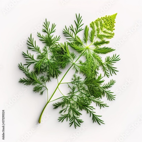 Dill Leaf branch in white simple background minimal generative ai