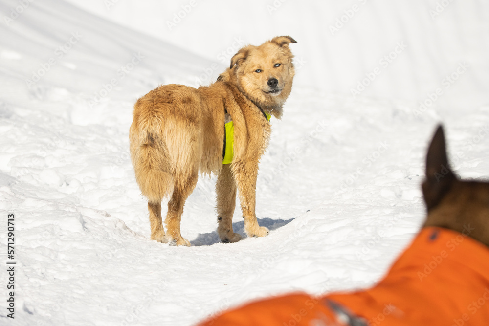 Naklejka premium blue eyed tan dog with reflective yellow harness in snowy mountains