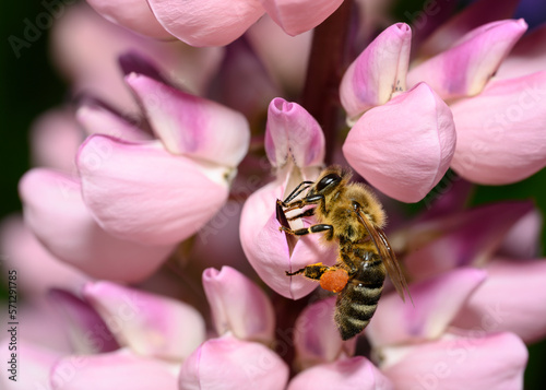 Close up view of a bee with a bag of honey on pink lupin flowers