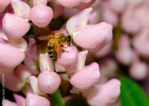 Close up view of a bee with a bag of honey on pink lupin flowers