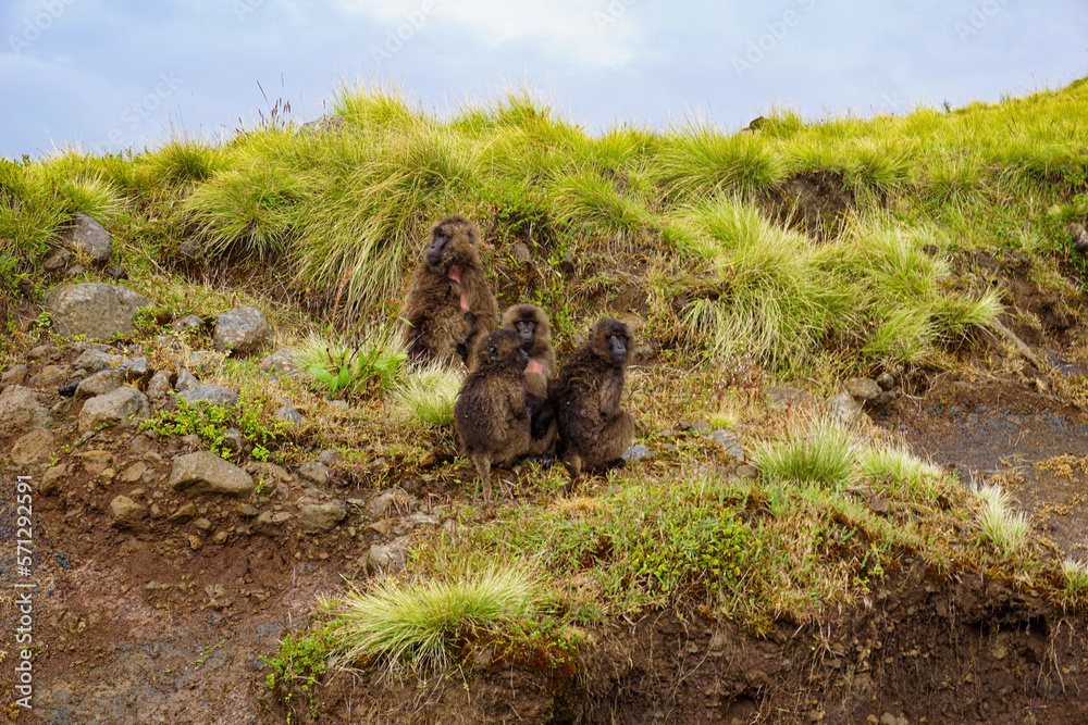 Fototapeta premium Gelada monkeys in the Simien Mountains Ethiopia, Africa
