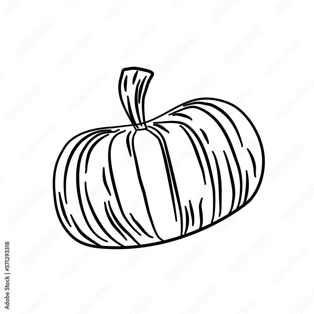 pumpkin vegetarian line illustration pumpkin vegetarian line illustration