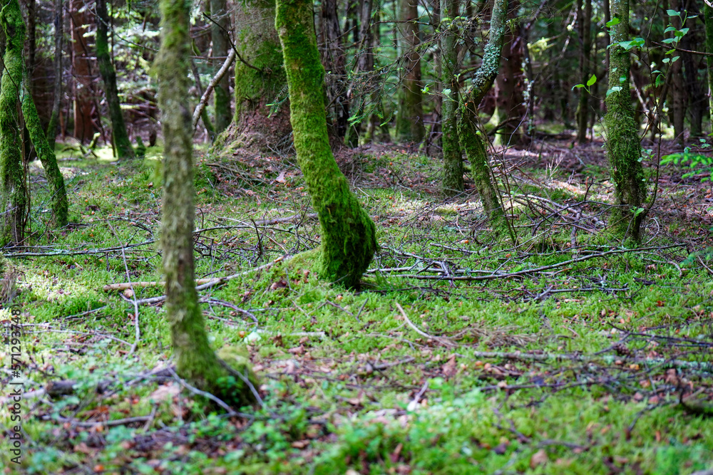 Green mossy woodland undergrowth Green mossy woodland undergrowth