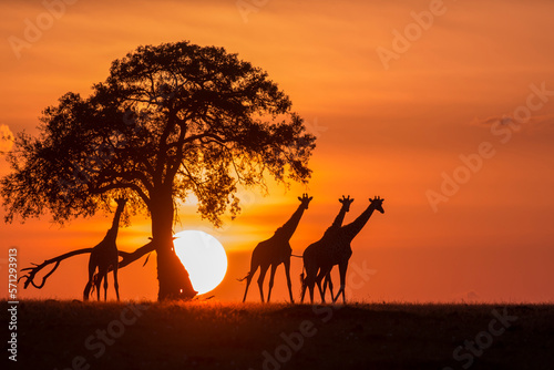 Fototapeta Naklejka Na Ścianę i Meble -  Giraffe Sunset Silhouette
