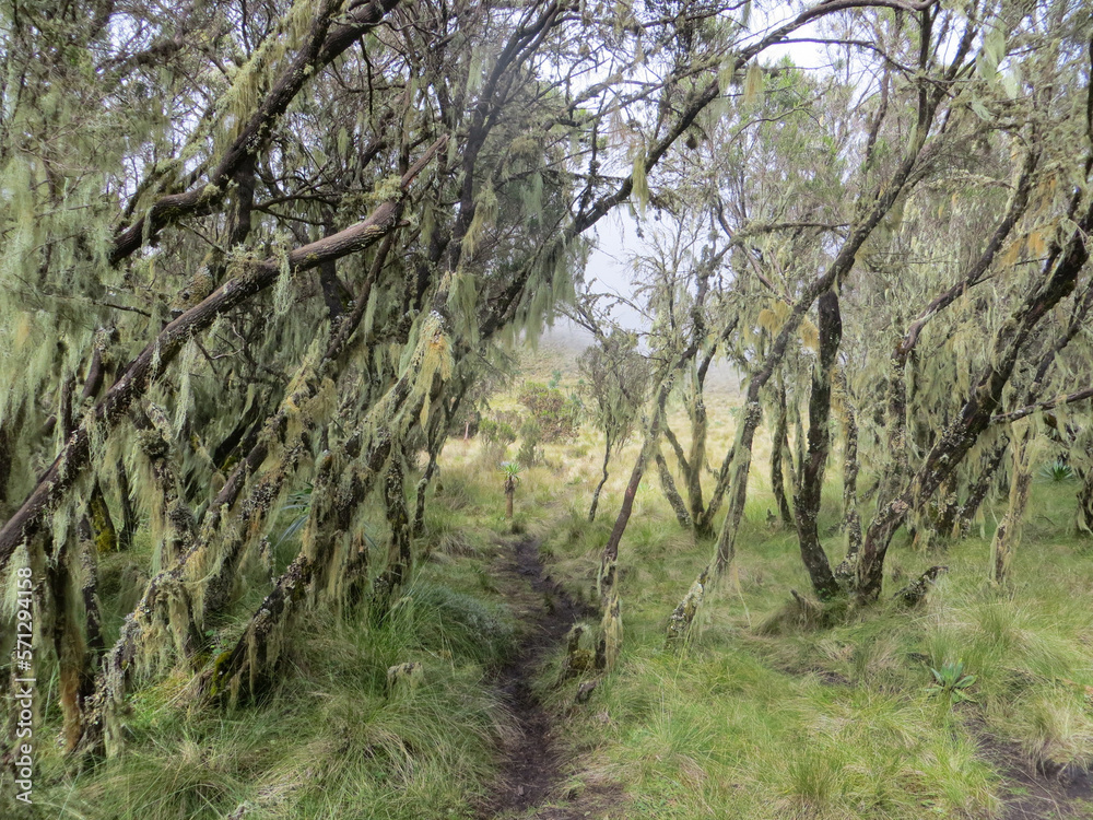 Scenic cursed forest with moss in the Simien Mountains, Ethiopia, Africa