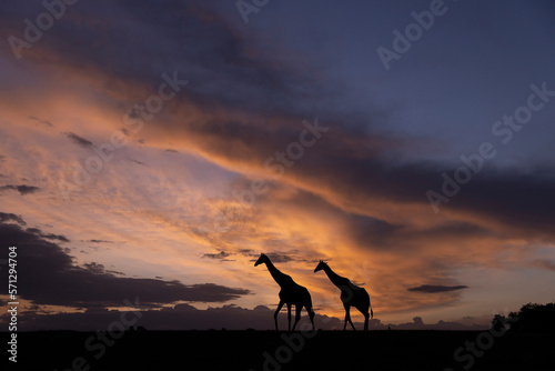 Giraffes Silhouetted on the Horizon