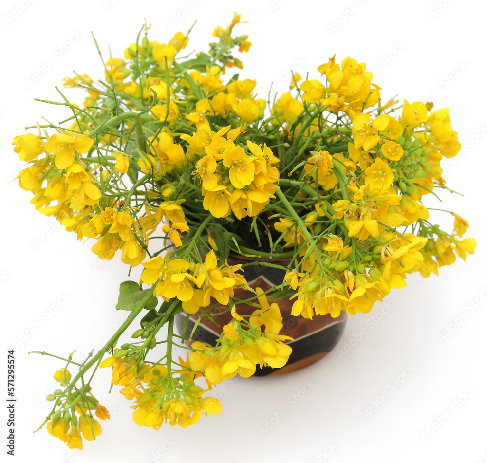 Closeup of mustard flowers