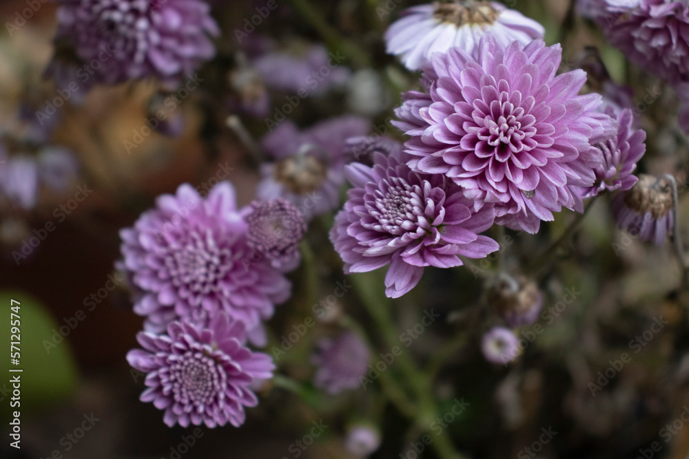 close up of flower close up of flower