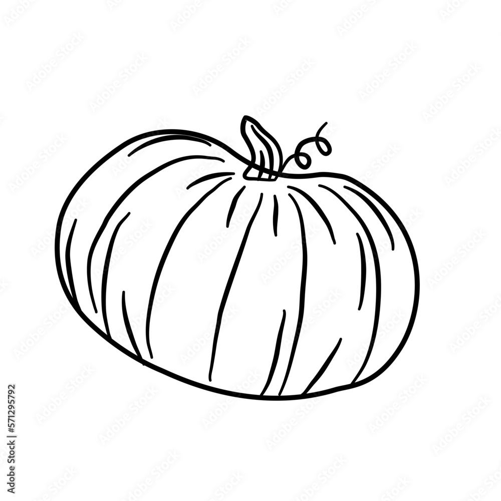 summer squash pumpkin vegetarian line illustration