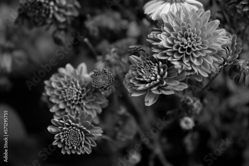 flowers black and white photo