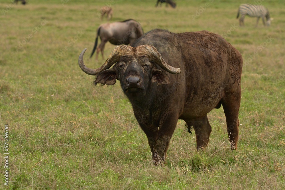 buffalo in the wild